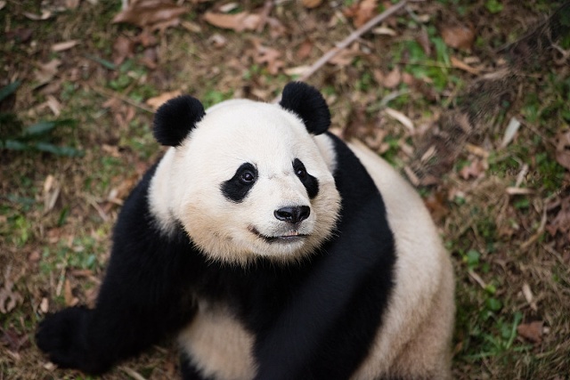 我的世界大蓝猫生物蛋模组怎么获得 如果我的世界要加入一个动物，你最想加入什么？